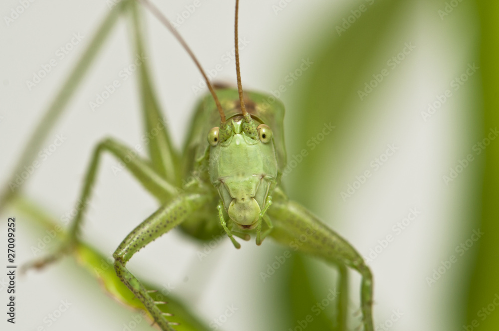 Grasshopper standing on a leaf watching Grasshopper standing on a leaf watching