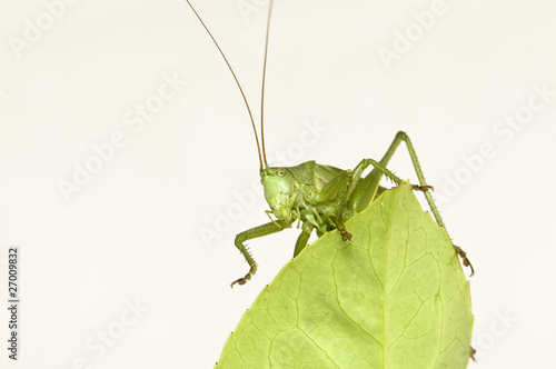 Grasshopper sitting on a leaf waving