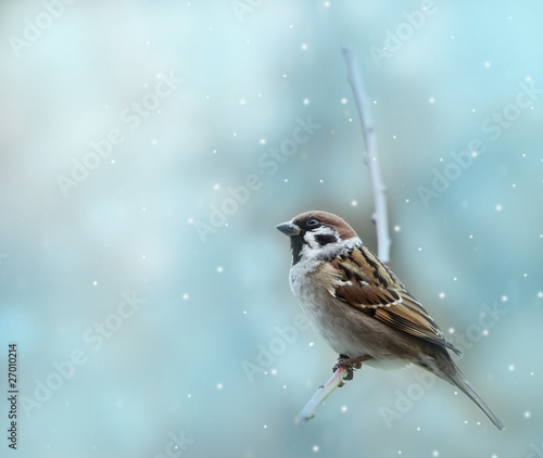 little sparrow bird in winter time