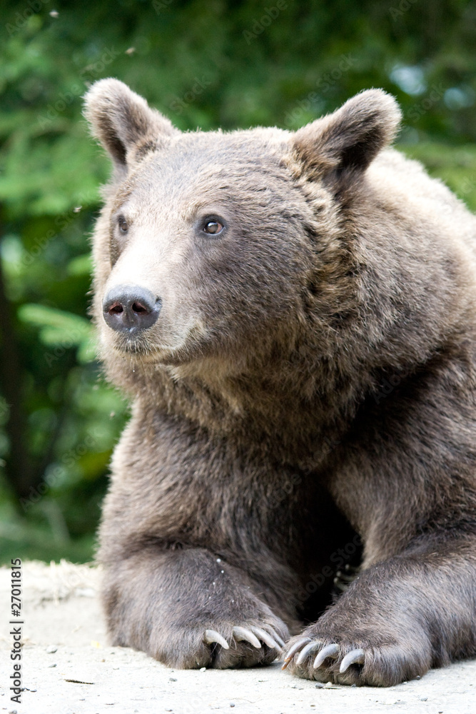 Wild Bear In The Forest