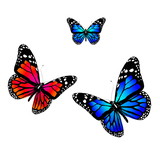 Three butterflies of blue and orange colors