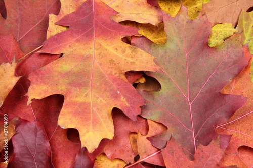 Autumn leaves in close up