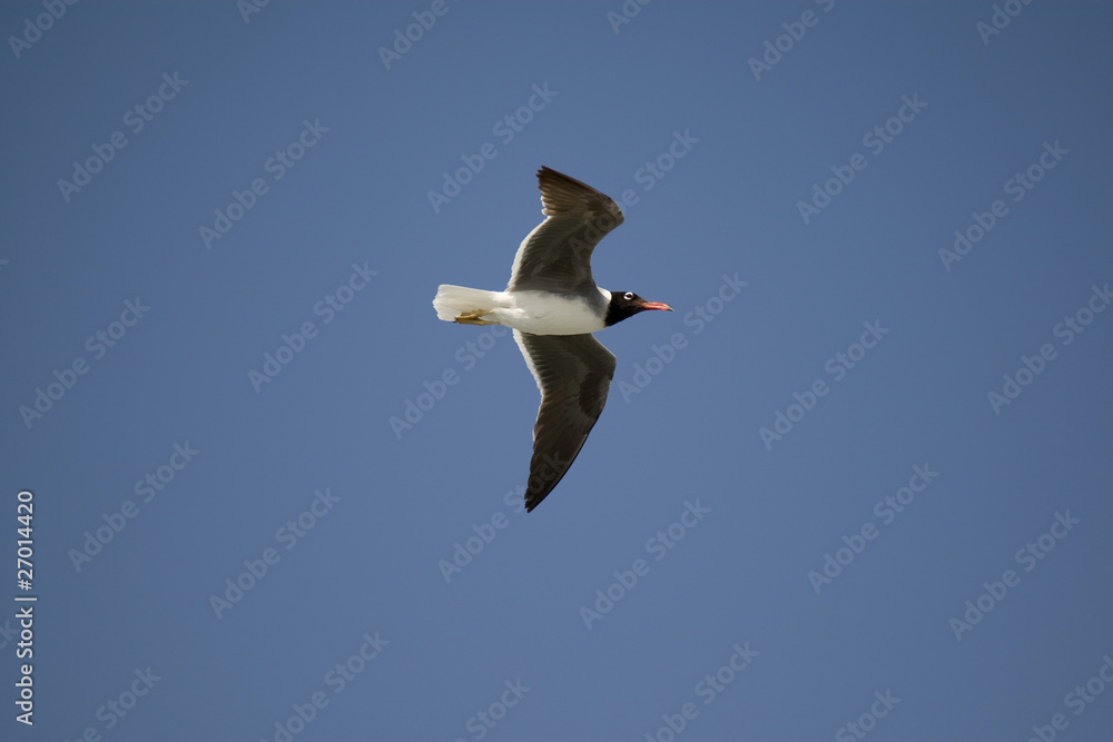 Obraz premium Seagull