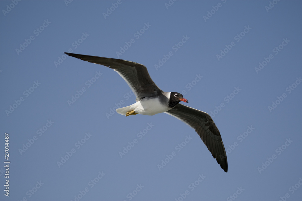 Seagull Seagull