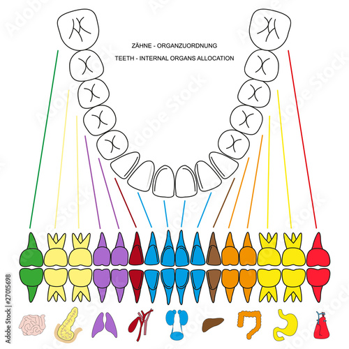 zaehne - organbeziehung