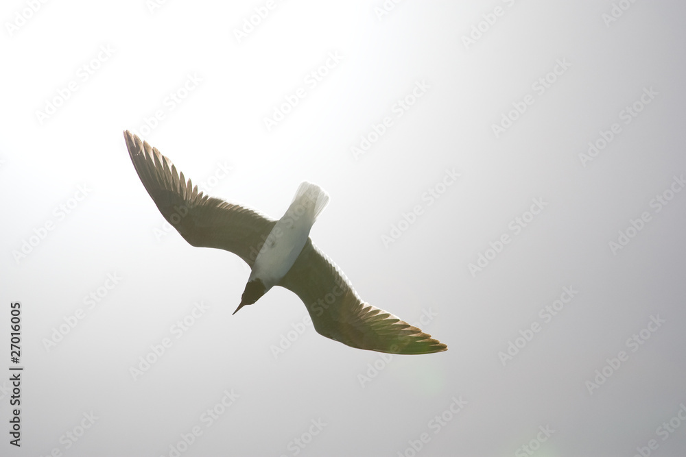 Obraz premium Seagull