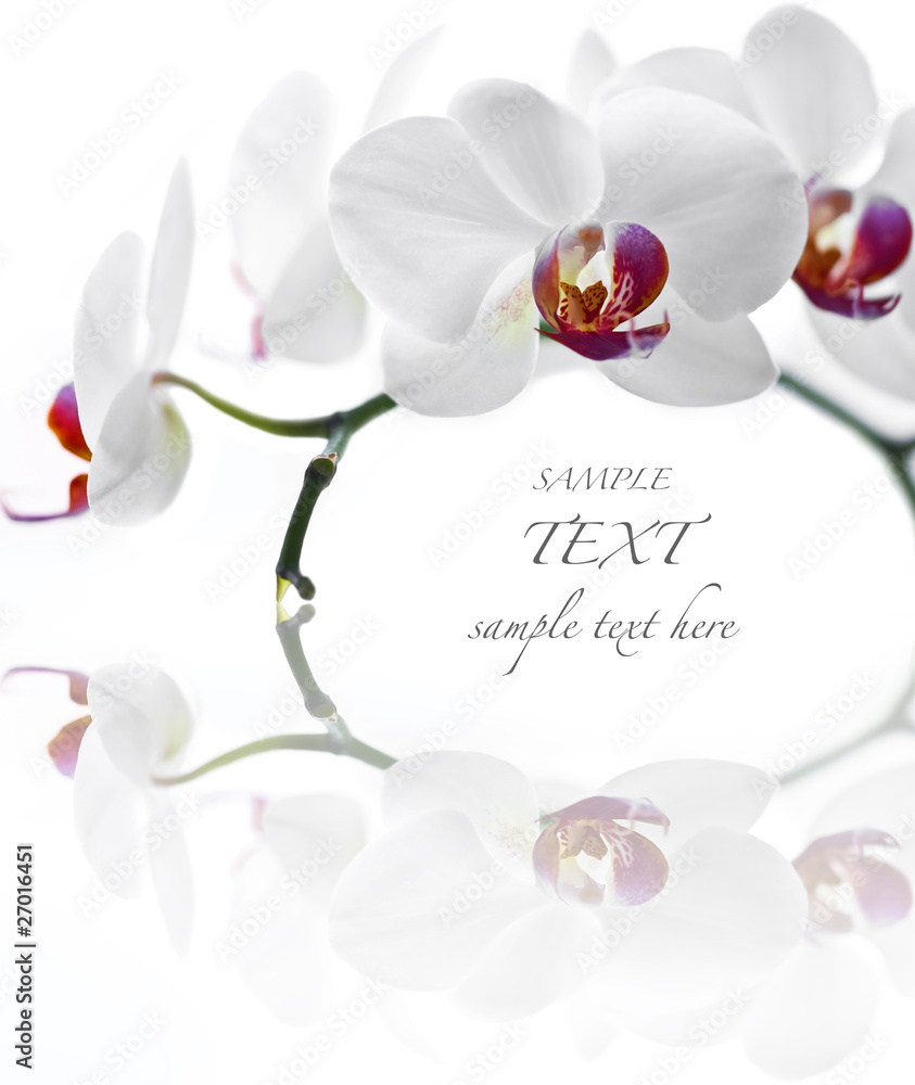 White Orchid on white background