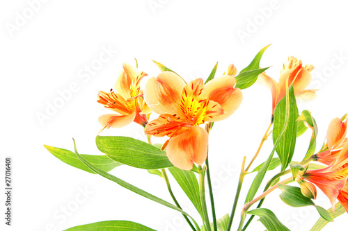 Yellow lily on a white background © Africa Studio