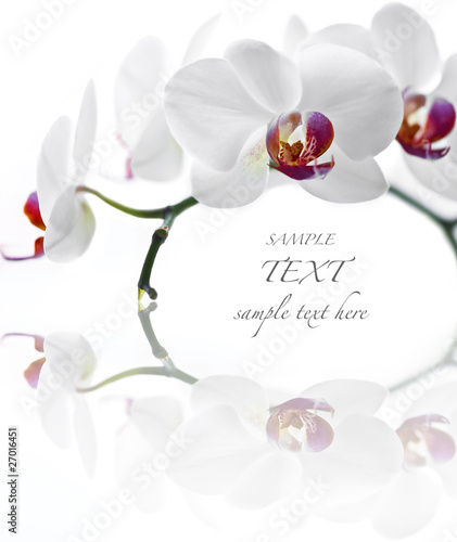 White Orchid on white background
