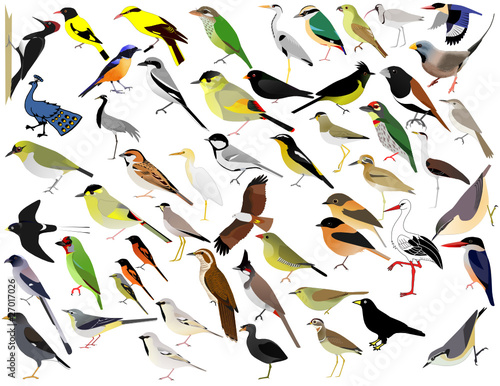 Birds variety colorful selection drawing wings collection