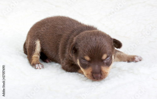 chihuahua puppy in studio © Andrei Starostin