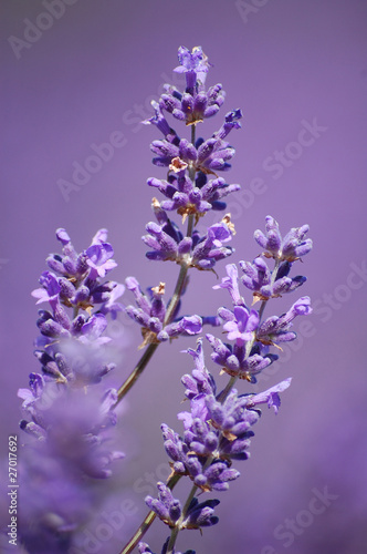 Lavender Stems