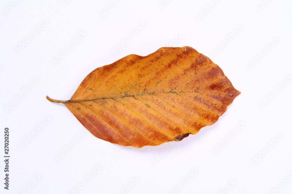 Fototapeta premium Autumn leaf on white background