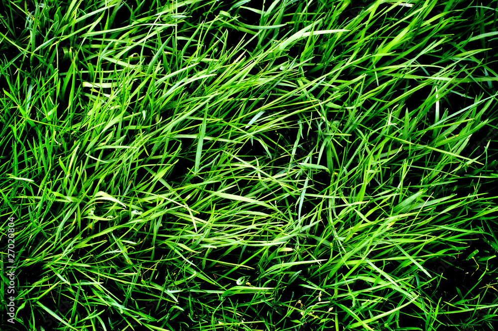 Lush Green Lawn Lush Green Lawn