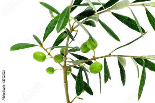 olive branch