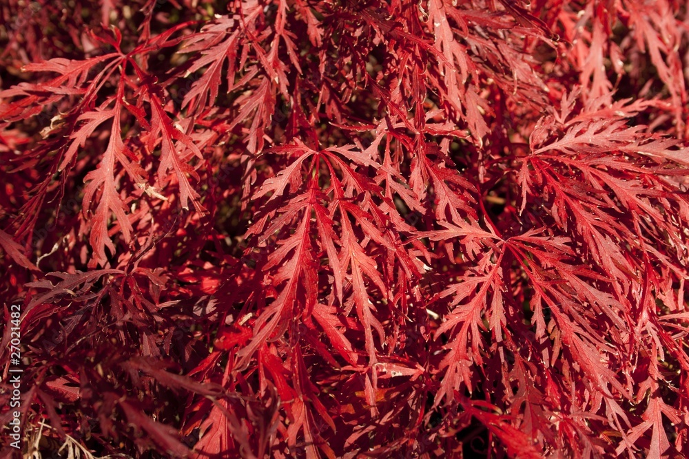 Naklejka premium roter ahorn