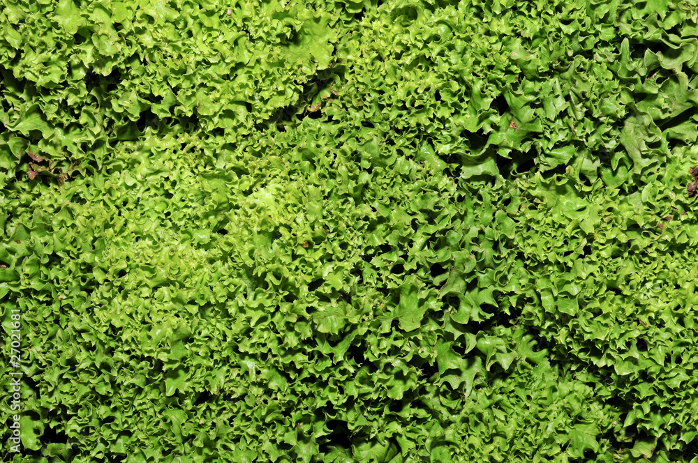 escarole endive escarole endive