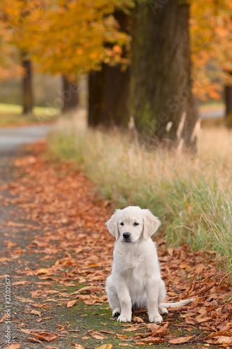 Portrait dog - golden retriever