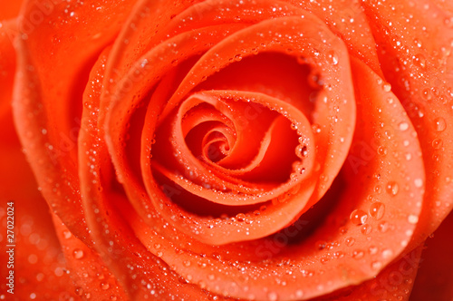 dark orange rose with dew drops very close-up