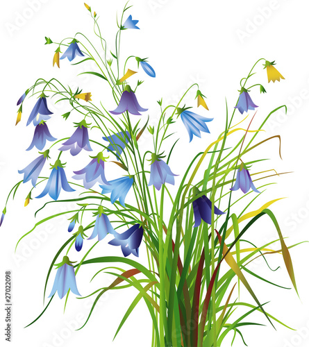 Bellflowers