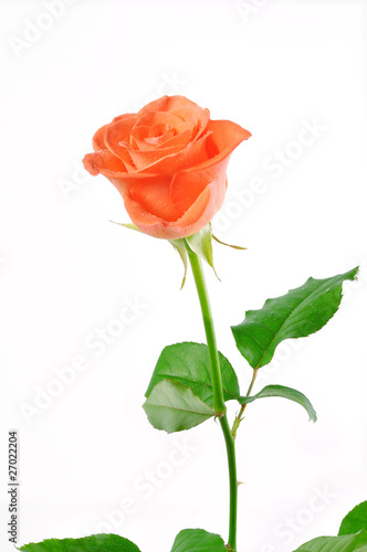 a carrot rose with green leaves on a white background