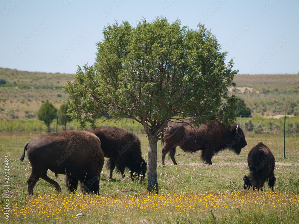 Colorado Bison