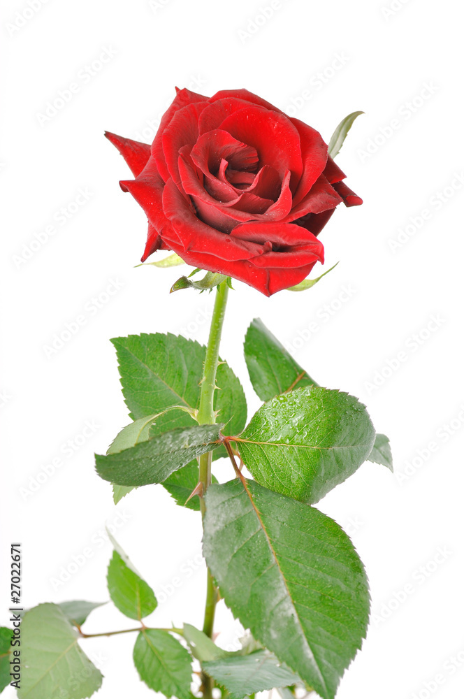 Fototapeta premium one red rose with green leaves on a white background