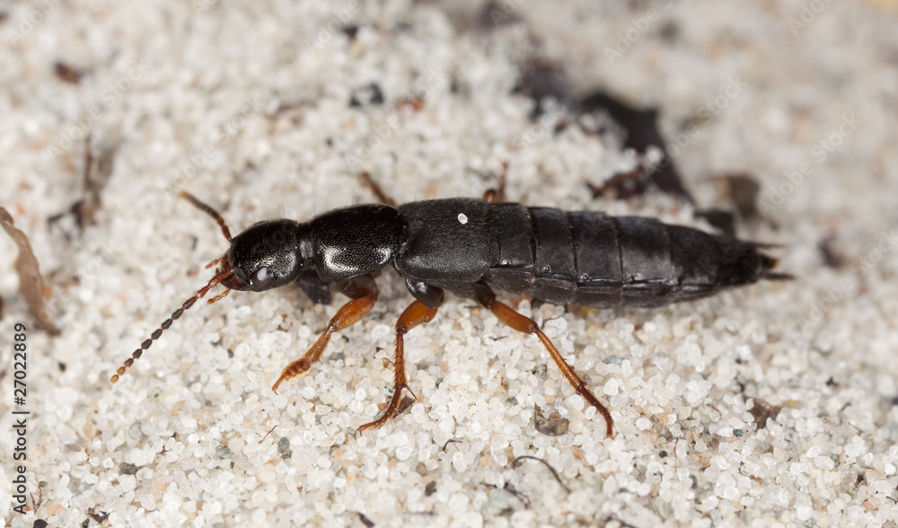 Rove beeetle among sand Rove beeetle among sand