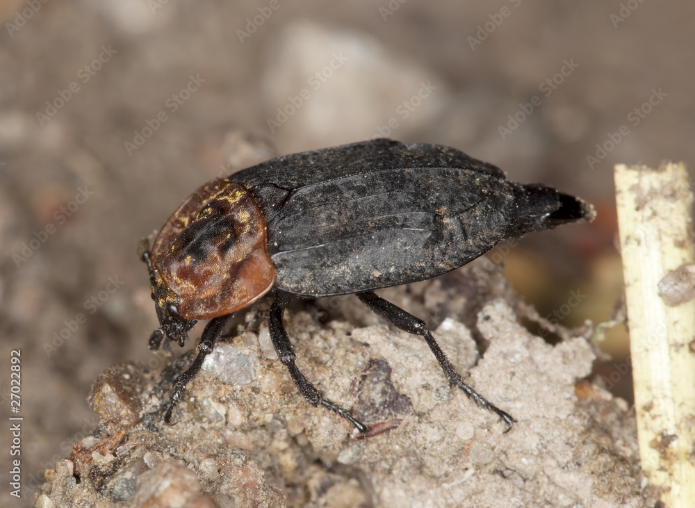 Red-breasted carrion beetle (Oiceoptoma thoracicum) Red-breasted carrion beetle (Oiceoptoma thoracicum)