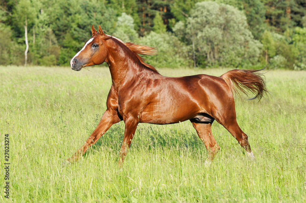 chestnut horse runs gallop