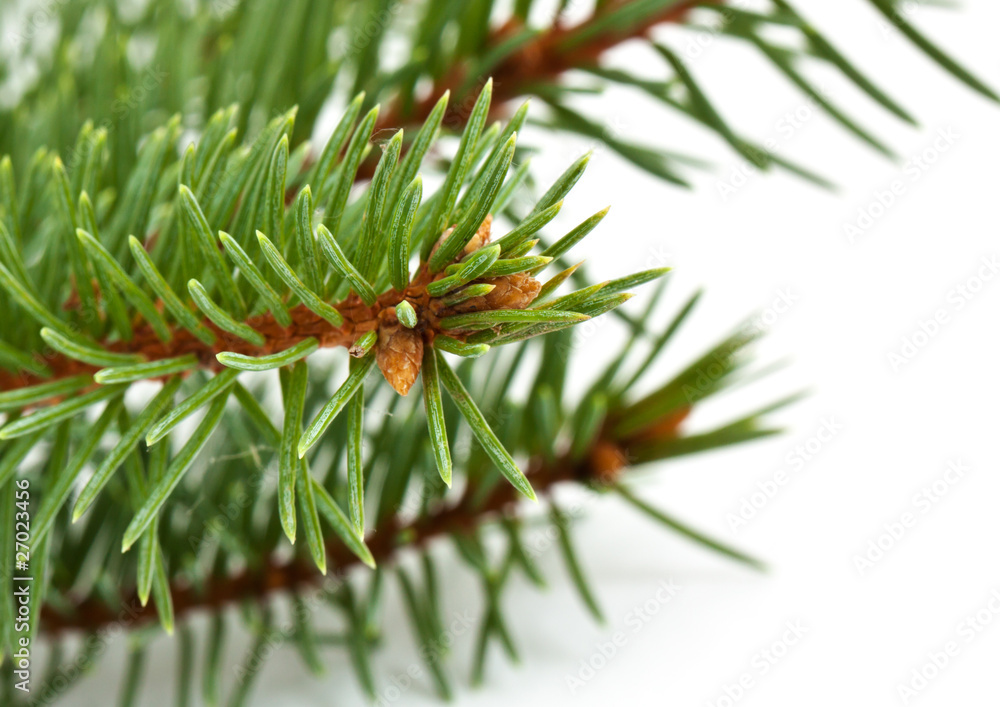 Pine tree branch Pine tree branch