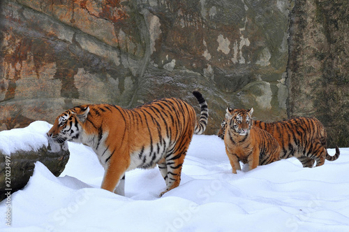 amur tiger with its young
