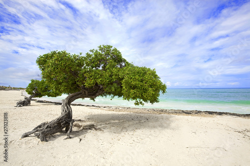 Foto Divi divi tree on Eagle beach, Aruba