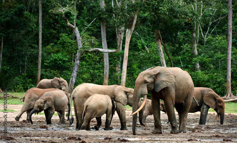 Naklejka premium African Forest Elephants ( Loxodonta cyclotis).