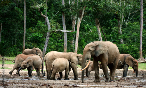 Sticker African Forest Elephants ( Loxodonta cyclotis).