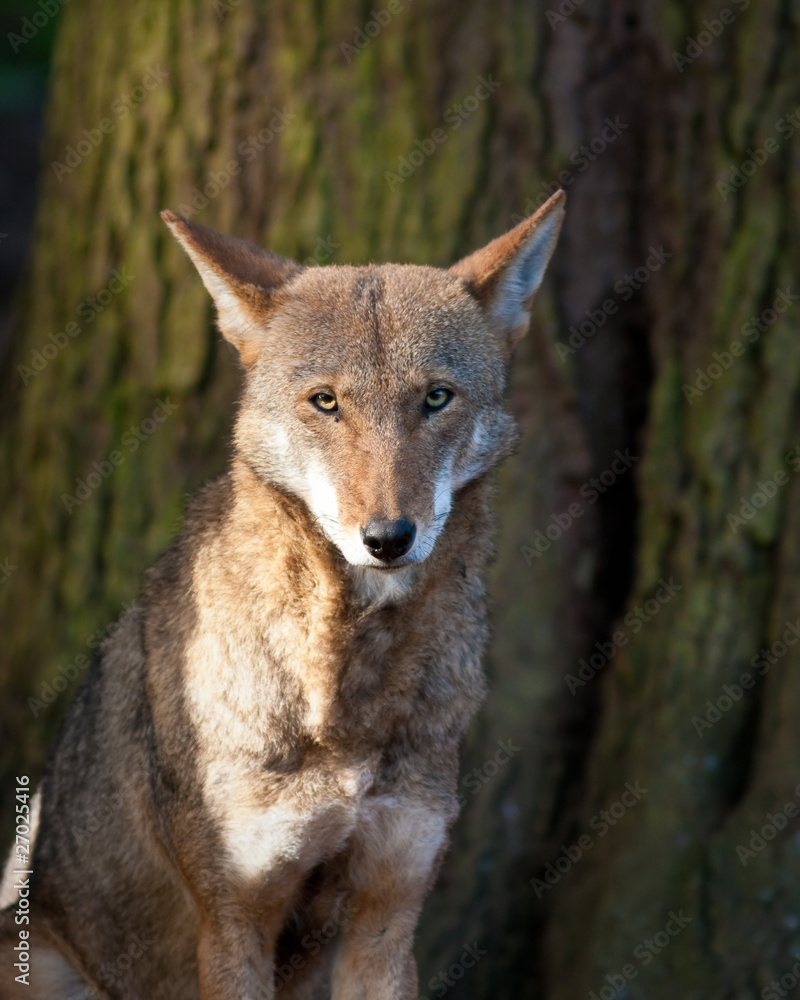 Red Wolf Red Wolf