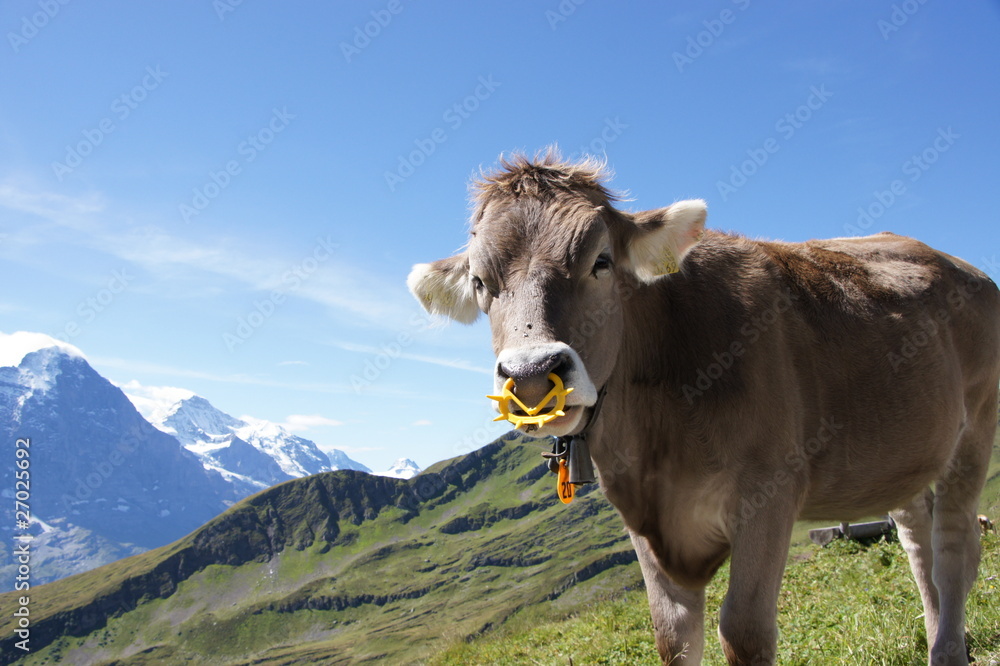 cow