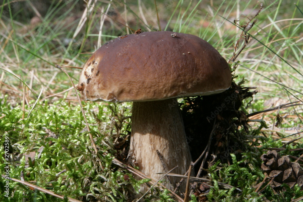 Steinpilz (Boletus edulis)