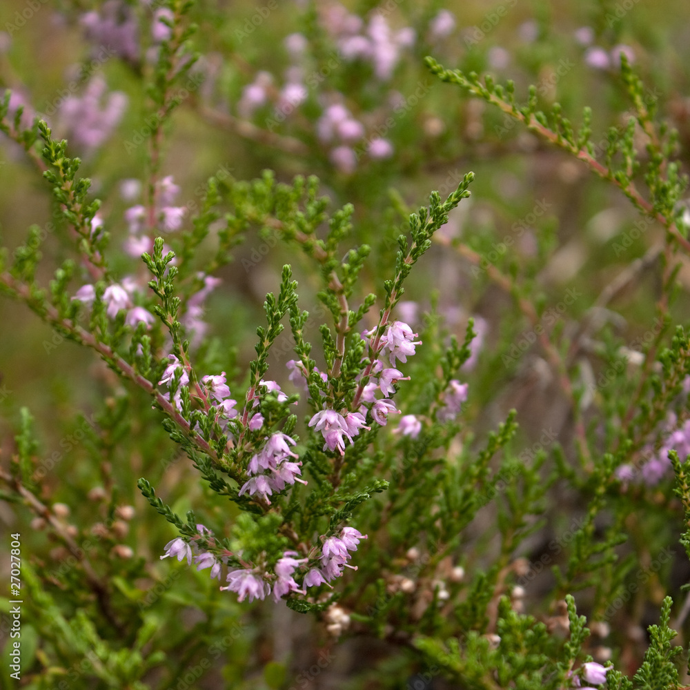 Fototapeta premium Blooming heather