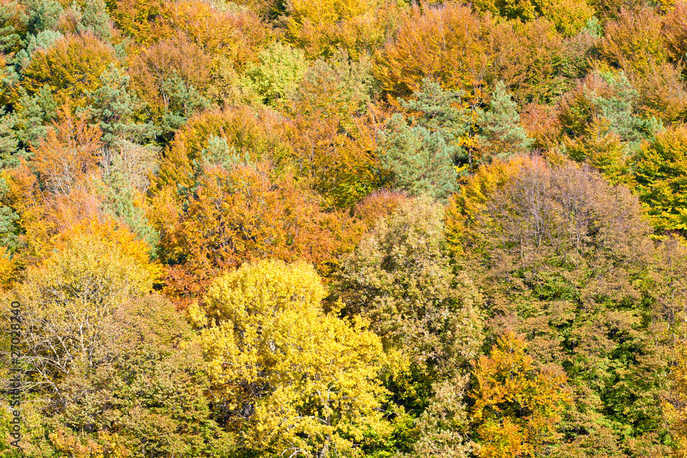 Bright autumn trees background