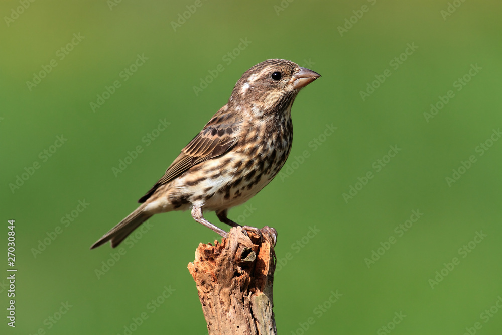 Purple Finch (Carpodacus purpureus) Purple Finch (Carpodacus purpureus)