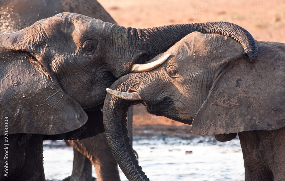 Fototapeta premium Two elephants greeting at waterhole lovingly