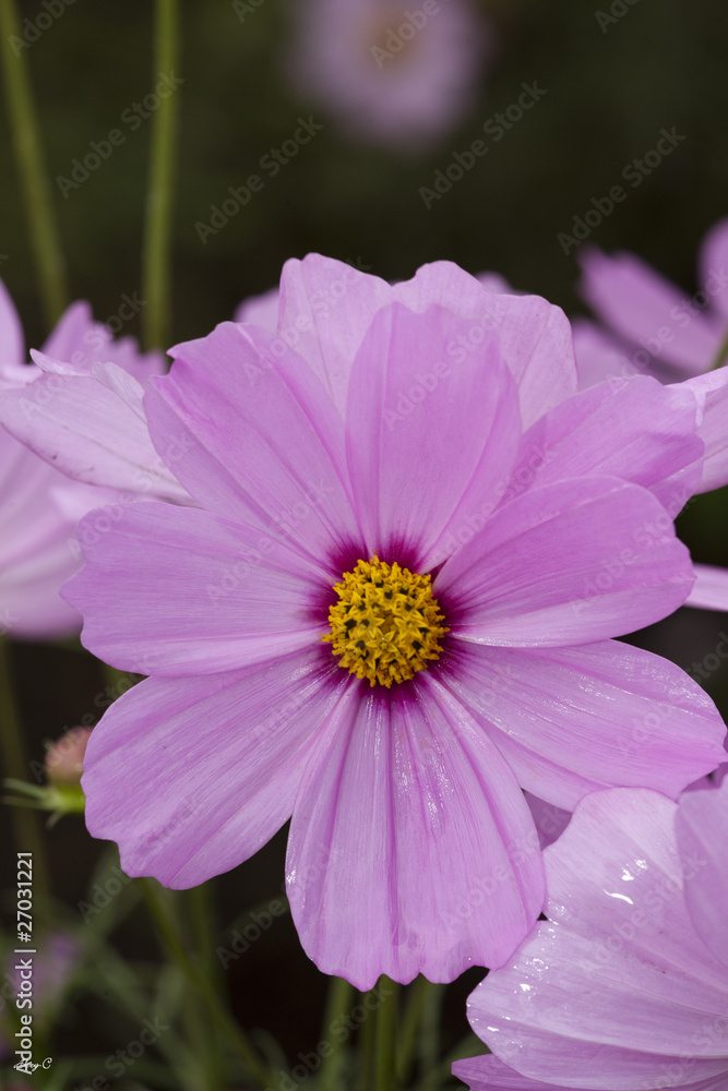 Obraz premium コスモス