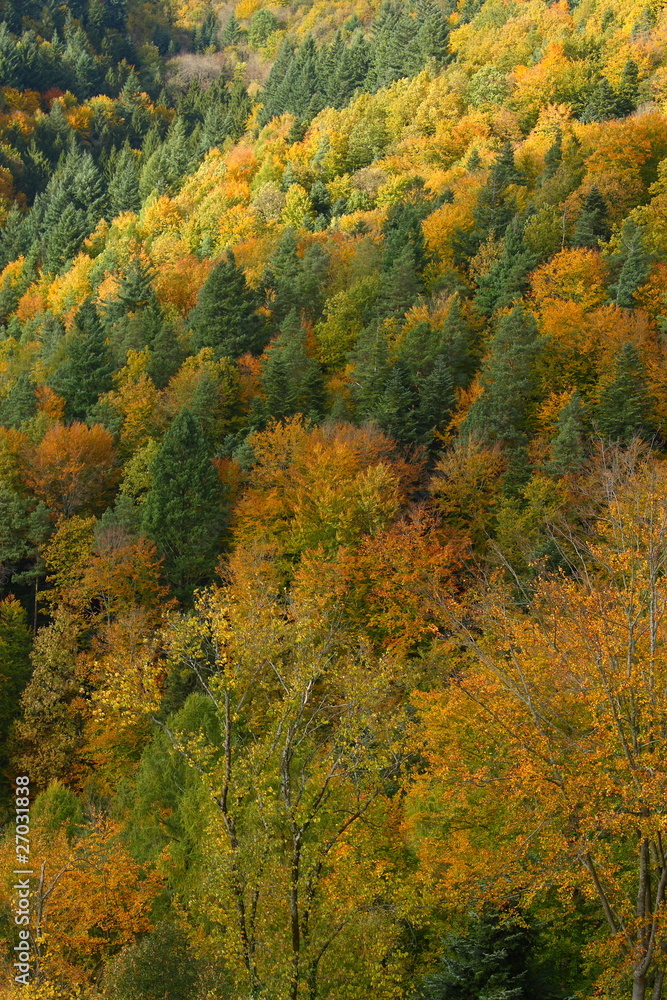 Panorama eines goldenen, gelben Herbstwaldes