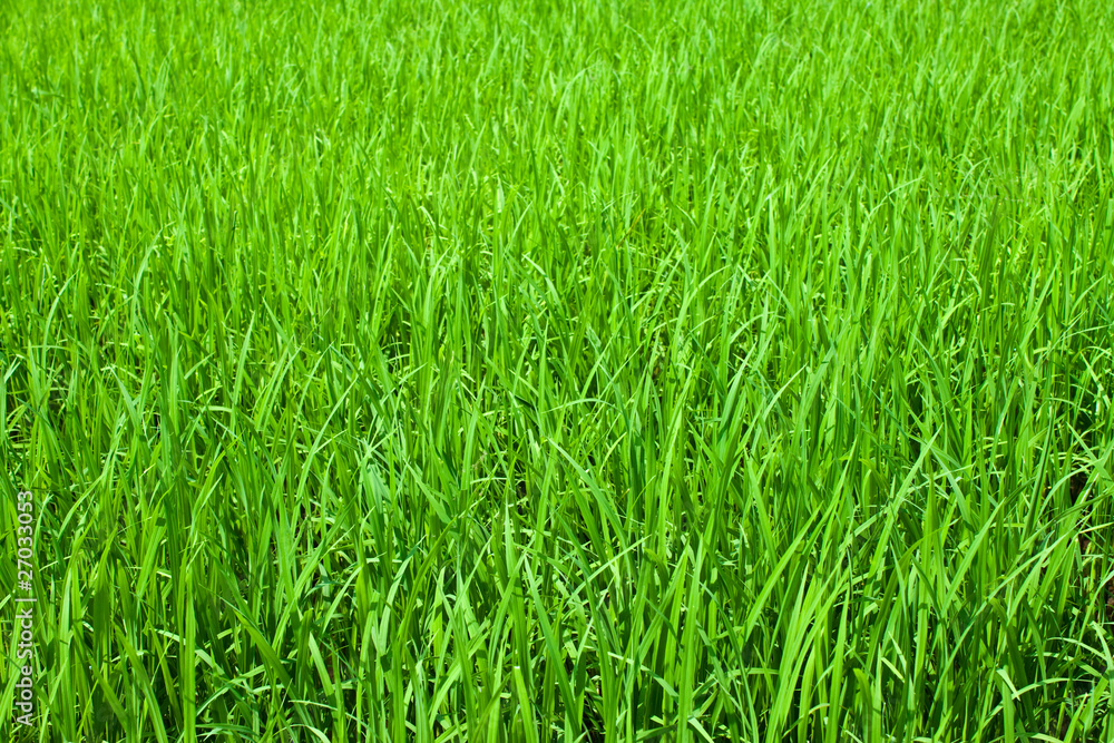 Obraz premium gree plants