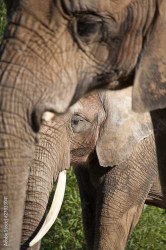 African Elephants © brianguest
