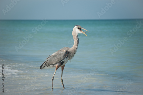 Great Blue Heron With Fish on a Gulf Coast Beach © brianguest