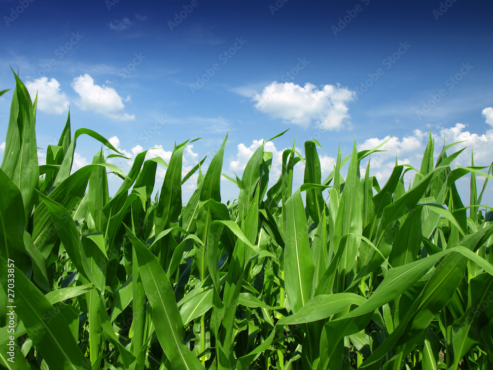 Fototapeta premium Cornfield with Clouds on Bright Summer Day