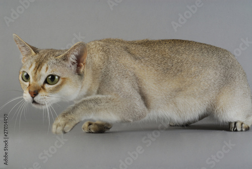 Fotografie Chat / Race : Singapura