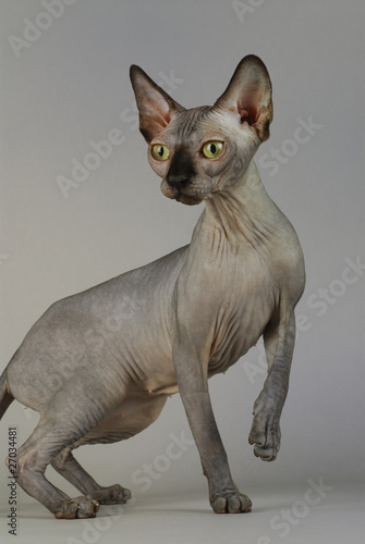 Chat / Race : Sphynx © coulanges